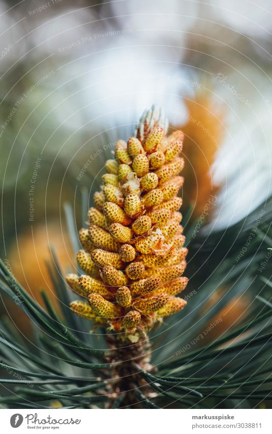 pines Leisure and hobbies Garden Environment Plant Animal Summer Climate Climate change Tree Blossom Agricultural crop Wild plant Pine Pine needle Pine cone