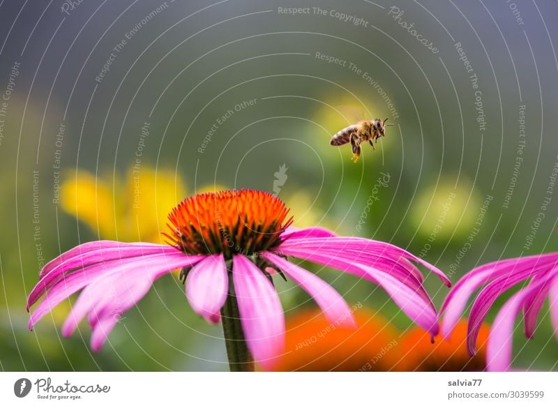 bee flight Environment Nature Summer Plant Blossom Sunhat Purple cone flower Garden Animal Pet Bee Honey bee Honey flora Insect 1 Blossoming Fragrance Flying