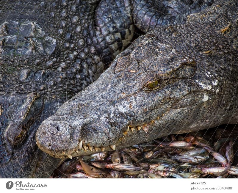 Crocodile head in a crocodile farm Skin Mouth Teeth Nature Animal River Lanes & trails Large Wild Dangerous Alligator amphibian bite Carnivore clipping danger