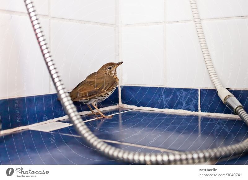 Song Thrush in the Shower Blackbird Living thing Throstle Deserted Epidemic Bird Songbirds Death Copy Space usutu Virus bird epidemic Shower (Installation)