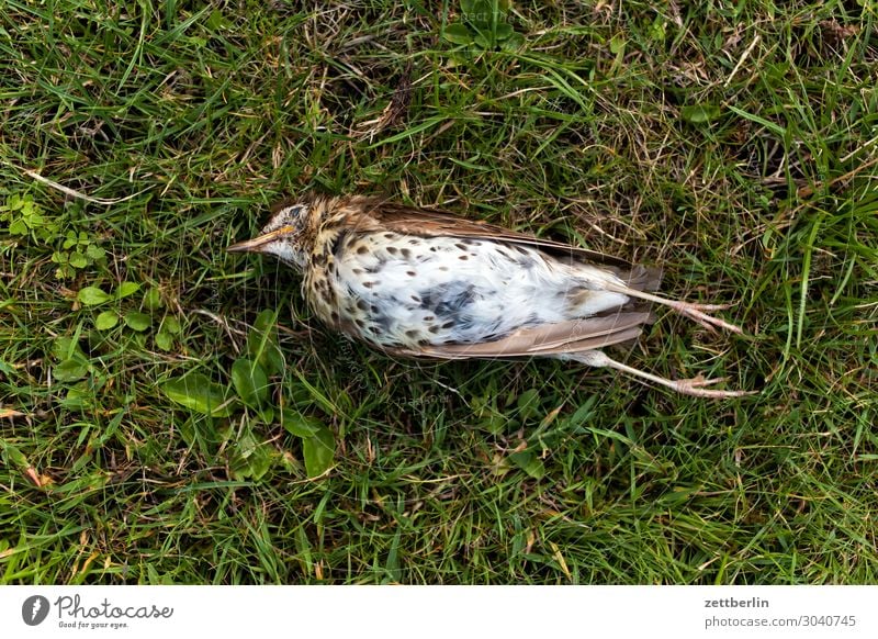 Usutu Blackbird species extinction Throstle Deserted Epidemic Bird Songbirds Death Copy Space End Lie usutu Virus bird epidemic die a bird bird virus