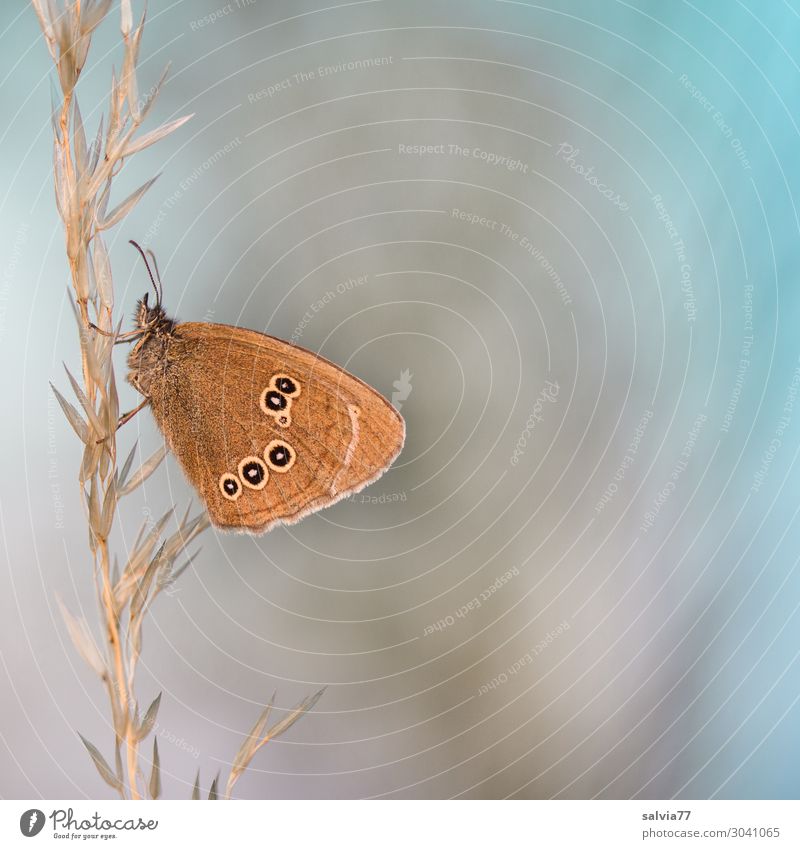 brown eyes Environment Nature Summer Plant Grass Grass blossom Animal Wild animal Butterfly Insect 1 Blue Brown Moody Calm Design Uniqueness Ease Break