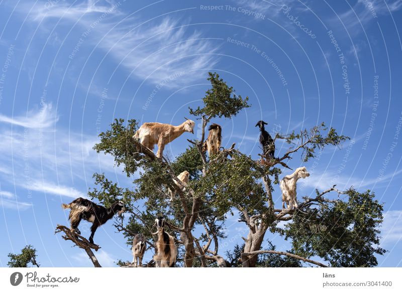 Goats on an argan tree Environment Nature Sky Clouds Beautiful weather Tree Agricultural crop mountain goats Group of animals Observe Stand Exceptional