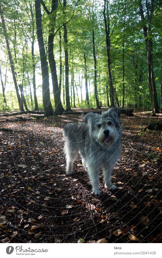 Dog in the forest Nature Landscape Tree Forest Animal 1 Observe Discover Trust Serene Expectation Loyalty Colour photo Exterior shot Deserted Copy Space bottom
