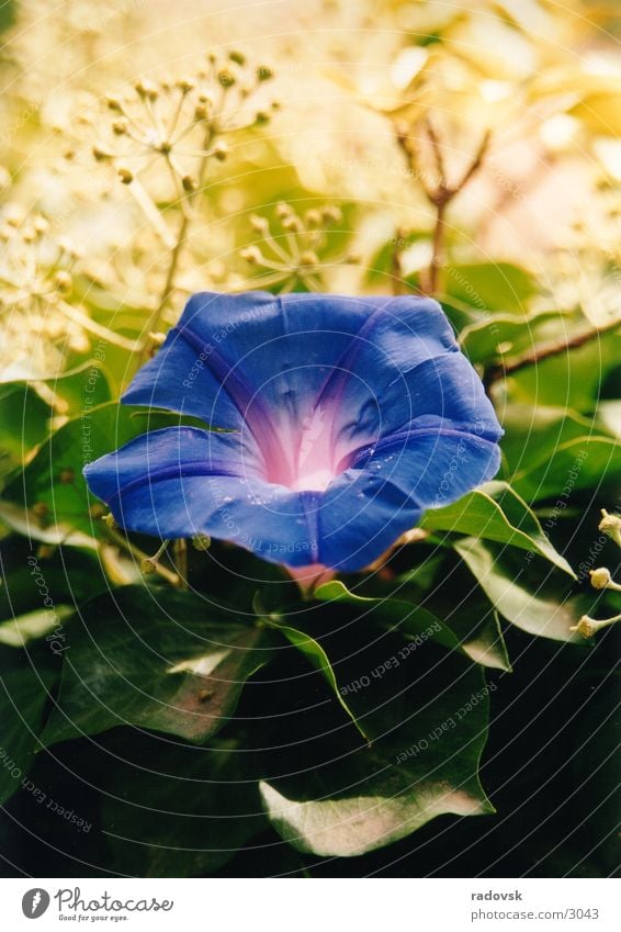 Blue flower Flower Violet Macro (Extreme close-up)