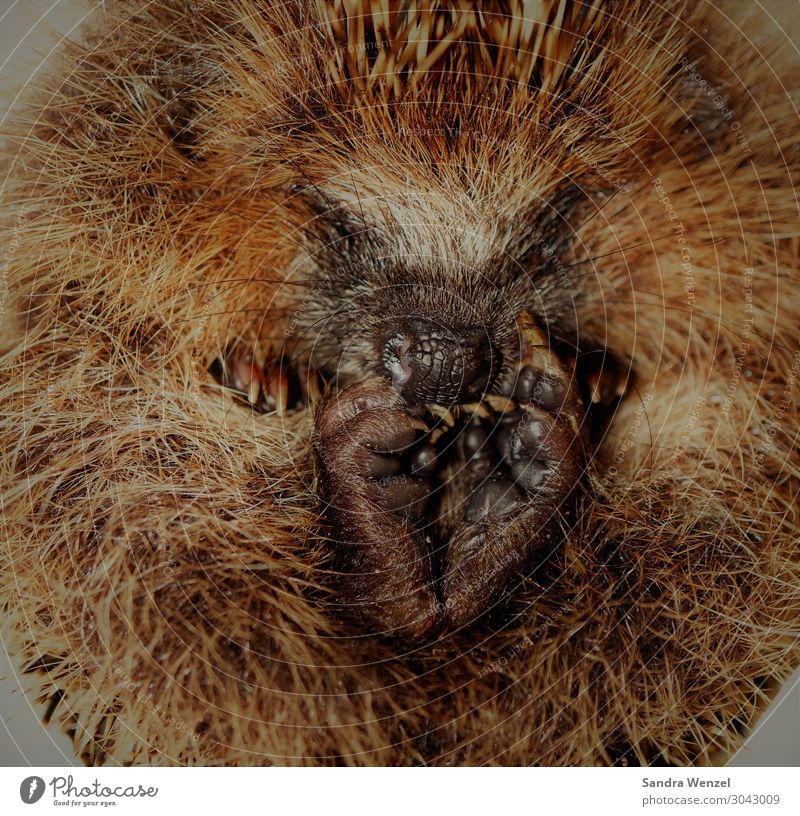 hedgehogs Animal Hedgehog 1 To enjoy Peaceful Goodness Rolled Colour photo Exterior shot Deserted Day Bird's-eye view