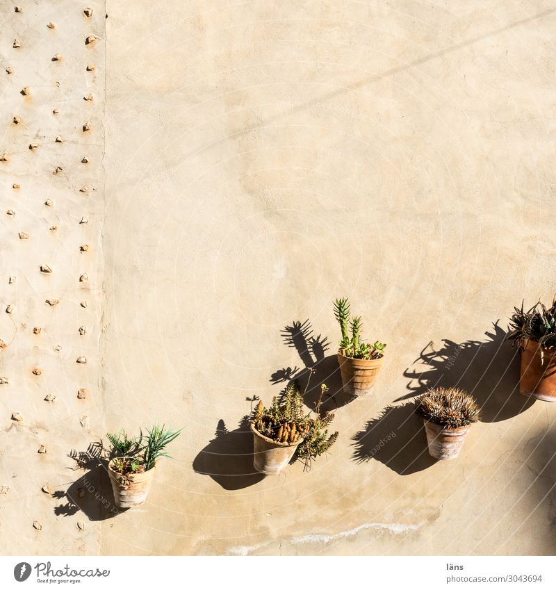 growth Growth flowerpots succulent plant Wall (building) wax Ambitious vertical structures Upward