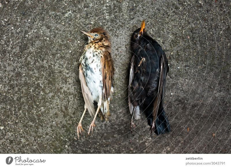 Two dead birds Blackbird Living thing Throstle Deserted Epidemic Bird Songbirds Death Copy Space usutu Virus bird epidemic Lie Corpse Feather