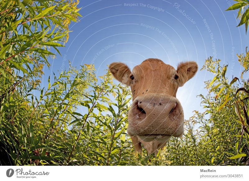 cow Agriculture Forestry Meadow Farm animal Cow Curiosity One animal Frontal Cattle Muzzle Even-toed ungulate Odor Mammal Livestock Ruminant Be confident