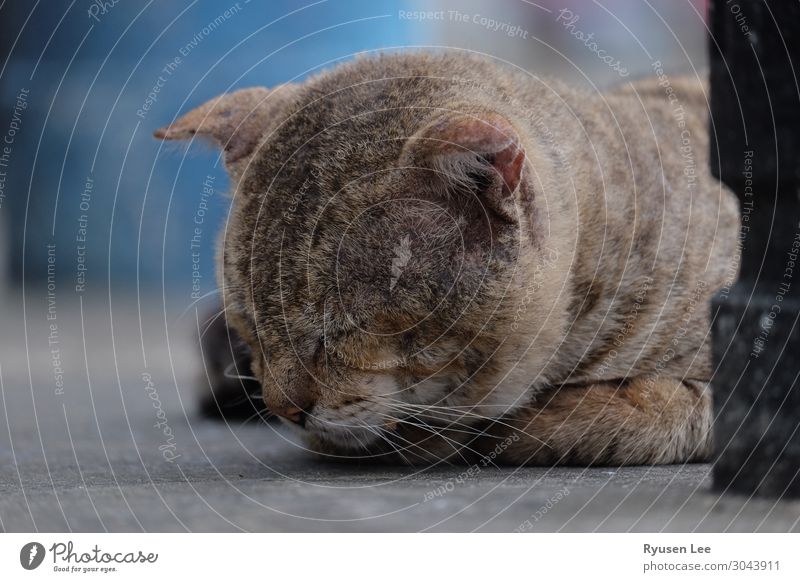 cute cat sleeping Cat Animal face 1 Sleep Loneliness Town Life Relaxation Colour photo Exterior shot Deserted Evening Light Deep depth of field Animal portrait