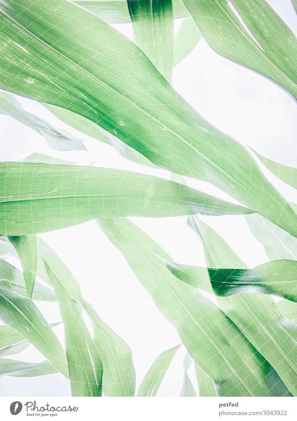 maize Nature Summer Plant Leaf Maize Blossoming Growth Sustainability Natural Green White Energy Colour photo Exterior shot Deserted Neutral Background High-key