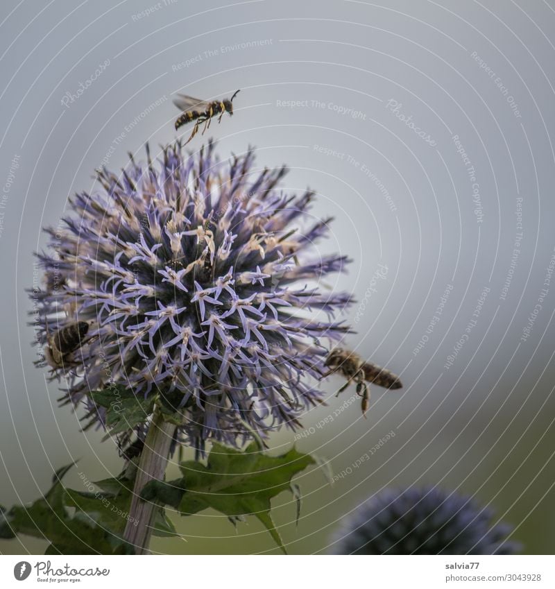 Bee magnet ball thistle Environment Nature Plant Summer Flower Blossom Thistle globe thistle Garden Animal Wing Honey bee Insect 3 Blossoming Fragrance Flying