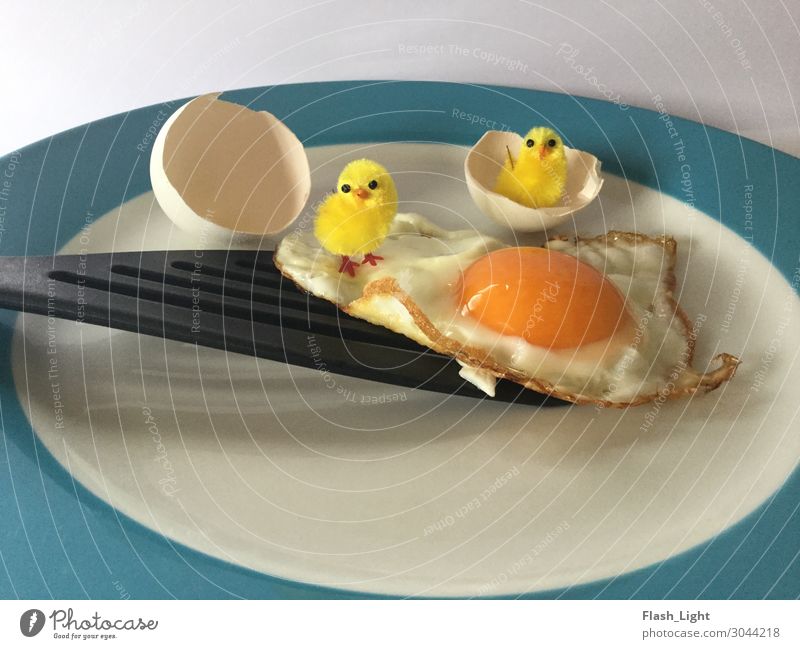 surprise egg Food Nutrition Breakfast Plate ladle Animal Chick Barn fowl 2 Baby animal Eating Feeding Looking Stand Cute Curiosity Fear of the future