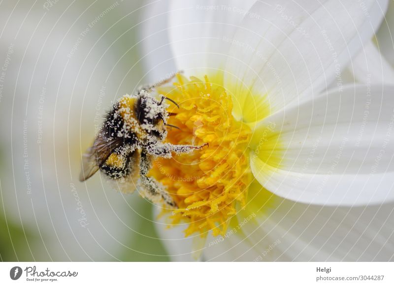 pollen-covered bumblebee sitting on a white-yellow dahlia blossom Environment Nature Plant Animal Summer Beautiful weather Flower Blossom Pollen Dahlia Garden
