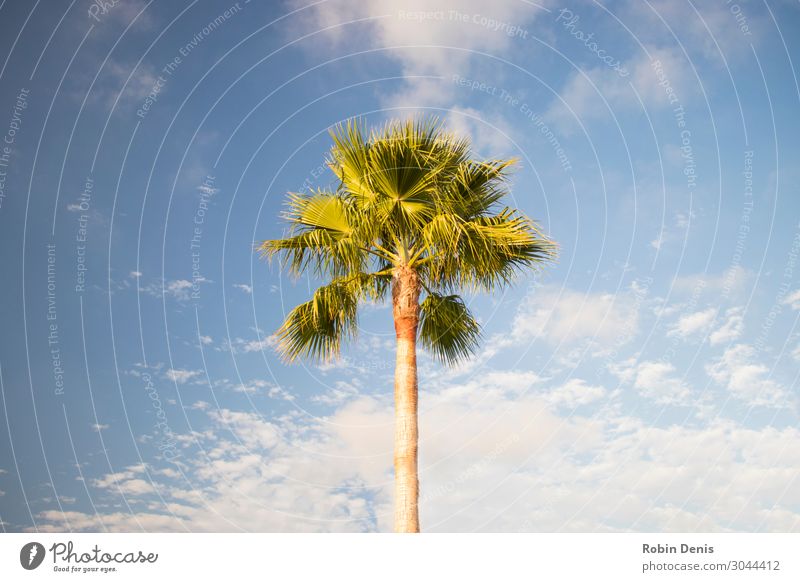 Palmtree bathing in the sun Environment Nature Plant Sky Clouds Sun Sunlight Summer Beautiful weather Warmth Tree Leaf Exotic Garden Park Waves Coast Beach