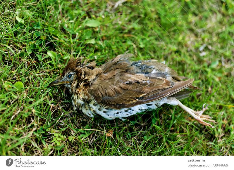 Dead Song Thrush Living thing Throstle Deserted Epidemic Bird Songbirds Death Copy Space usutu Virus bird epidemic