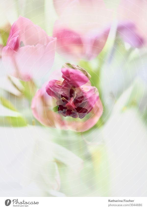 Tulips pink red double exposure Nature Plant Spring Summer Autumn Winter Bouquet Blossoming Positive Yellow Green Violet Orange Pink Red Turquoise White