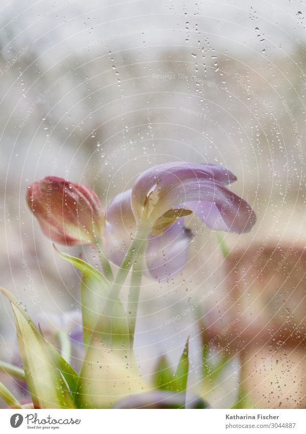 raindrops falling Plant Spring Summer Autumn Winter Flower Tulip Bouquet Blossoming Illuminate Yellow Green Violet Orange Pink Red Turquoise White Tulip blossom