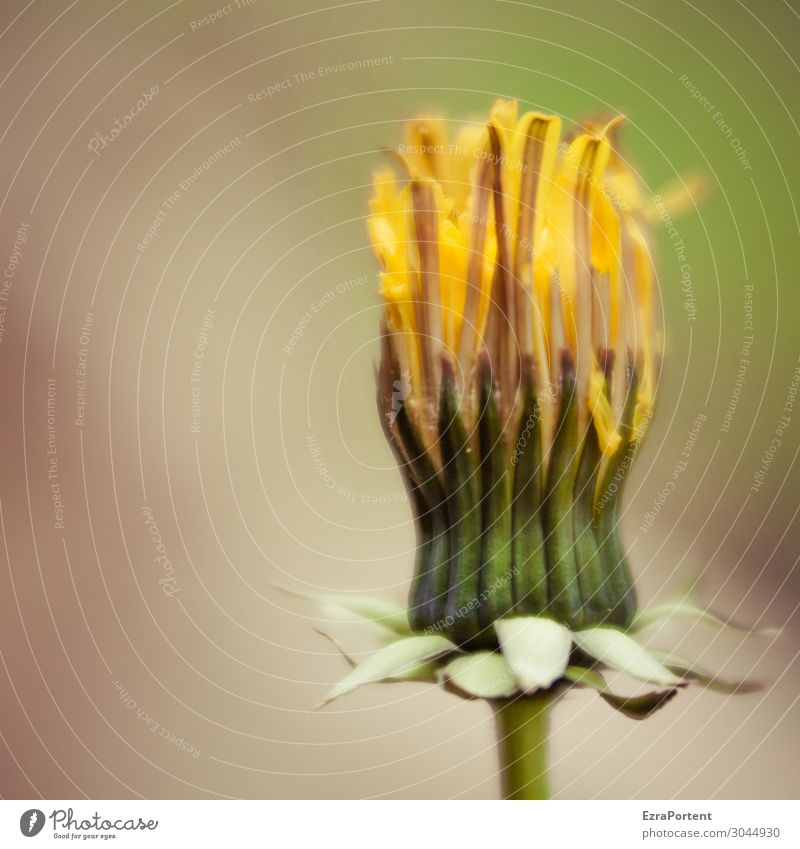 a dandelion blossom that has already passed its best time and therefore also has to eke out its existence in a square picture bleed Bud flowers lowen tooth