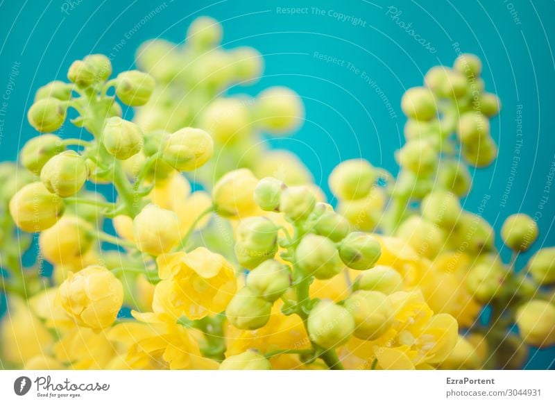 Flowers small yellow Blossom Bud Yellow Blue Plant Spring Blossoming Nature Close-up