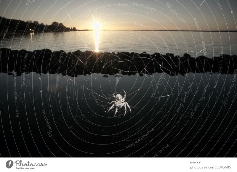 Spider with view Environment Nature Landscape Animal Water Cloudless sky Horizon Sun Autumn Beautiful weather Coast Baltic Sea Movement Hang Crawl Illuminate