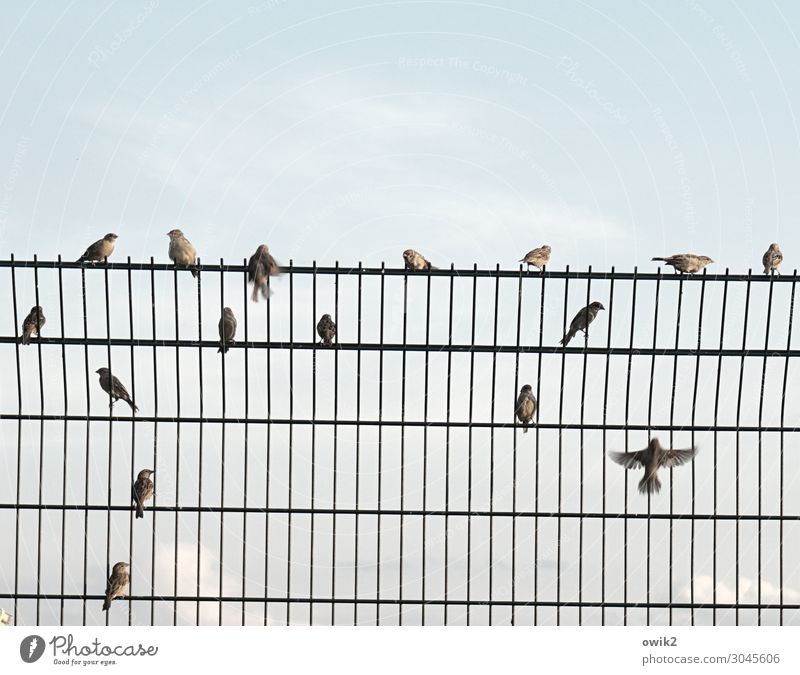 support group Sky Clouds Beautiful weather Sparrow Flock Barrier Metalware Tall Safety Protection Observe Movement To talk Flying Crouch Communicate Sit