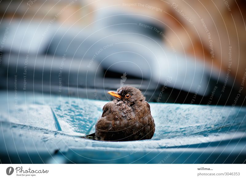 A blackbird sits on a dustbin in the rain Blackbird Bird Sit Wet Rain Rainwater Observe Watchfulness Testing & Control Trash Loneliness Swimming & Bathing