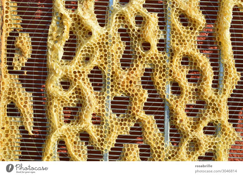 honeycombs on barrier grid beautiful and free but unfortunately built for nothing | lost Work of art Nature Manmade structures Wild animal Bee Build Free
