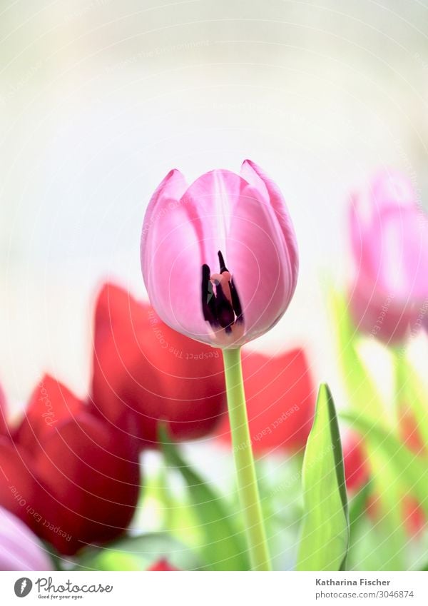 Tulip pink red Plant Spring Summer Autumn Flower Bouquet Blossoming Happiness Green Pink Red White Tulip blossom Tulip bud Decoration Colour photo Interior shot