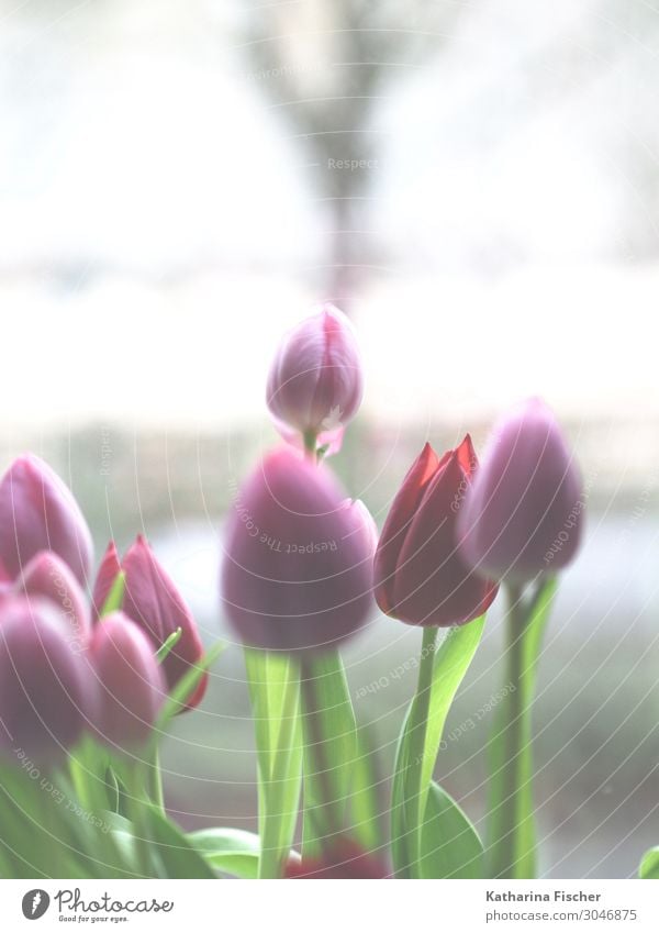 Tulips pink red Nature Plant Spring Summer Autumn Flower Bouquet Blossoming Illuminate Green Pink Red White Tulip bud Colour photo Interior shot Deserted Day