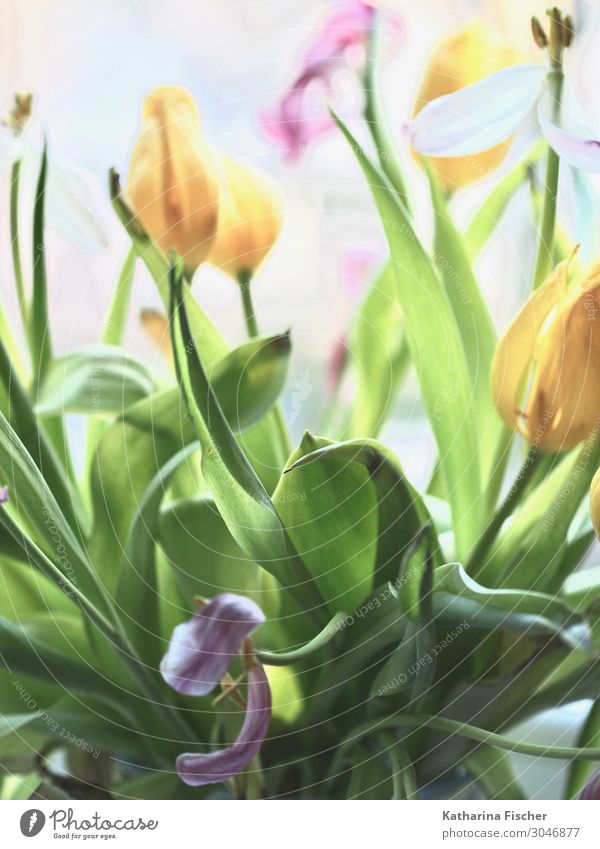 Tulips Bouquet of flowers Nature Plant Spring Summer Autumn Flower Blossoming Illuminate Yellow Green Violet Pink White Picturesque Decoration Tulip bud