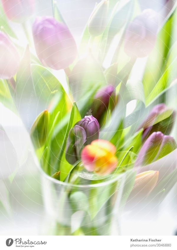 Tulip greetings a nice weekend for you Nature Plant Flower Leaf Blossom Bouquet Blossoming Illuminate Yellow Green Violet Orange Red Turquoise White Beautiful