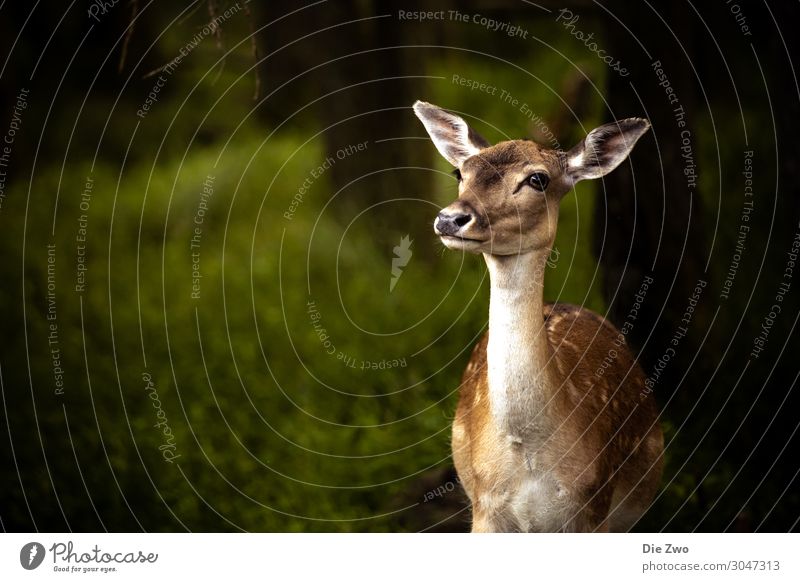 Bambi Nature Animal Wild animal Zoo Roe deer 1 Emotions Euphoria Bravery Willpower Trust Safety (feeling of) Sympathy Love of animals Smart Forest Colour photo