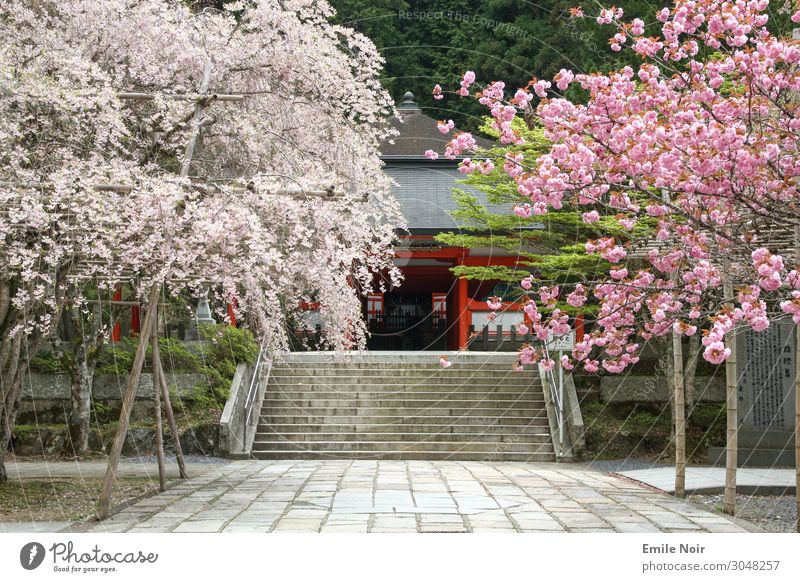 Okunoin Temple Koyasan Japan Village Building Landmark Wisdom Purity Modest Refrain Cherry blossom Cemetery okunoin Colour photo Exterior shot Day