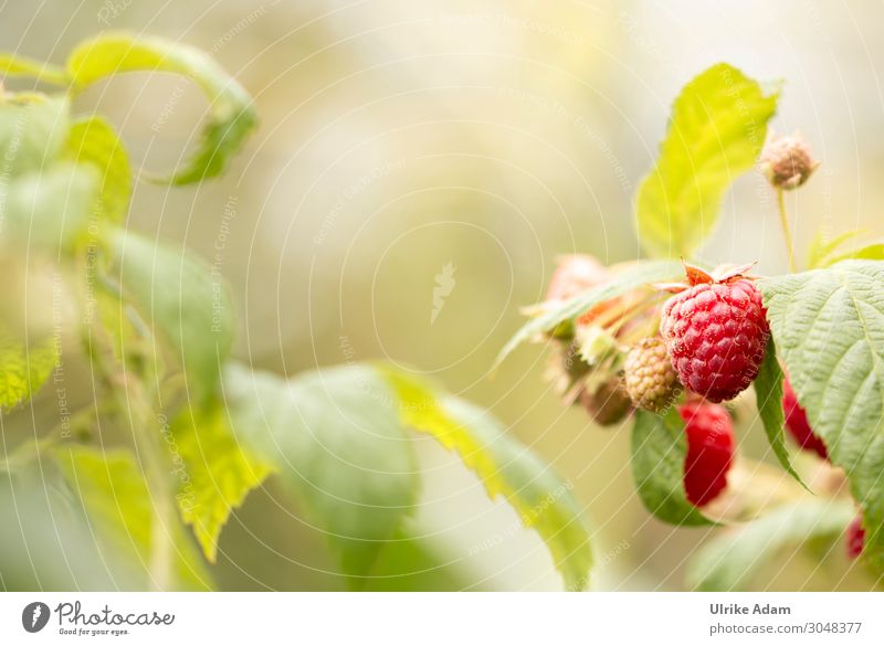 raspberry magic Food Fruit Healthy Eating Wellness Life Environment Nature Summer Autumn Plant Bushes Leaf Agricultural crop Raspberry Berry bushes soft fruit