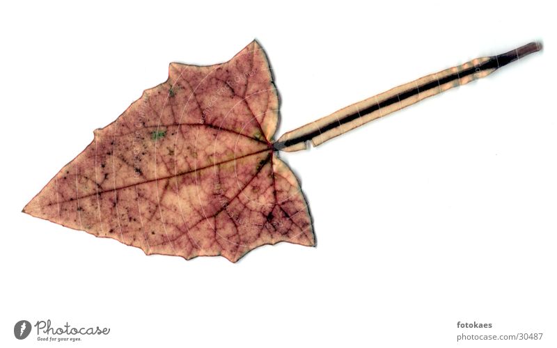 leaf Leaf Vessel Brown Nature Macro (Extreme close-up) Stalk Detail