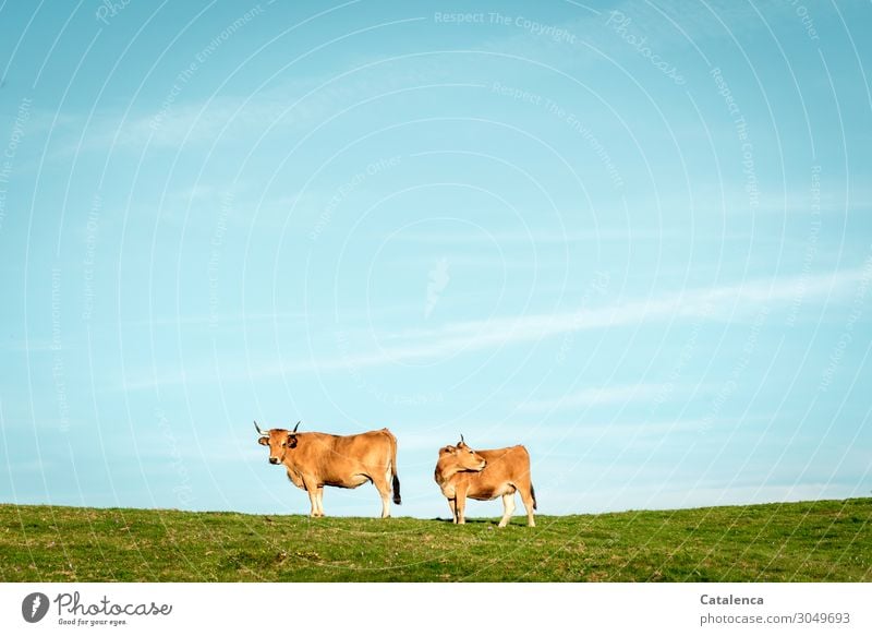 Two cows Landscape Plant Animal Sky Cloudless sky Summer Beautiful weather Grass Meadow Willow tree Steppe Pampa Farm animal Cow 2 Observe To enjoy Stand