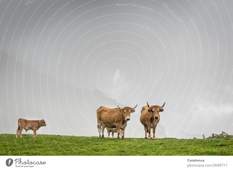 Point of view, cows and their calves on the mountain pasture look at the landscape Nature Landscape Plant Animal Sky Storm clouds Horizon Summer Bad weather