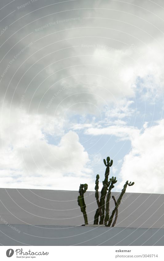 casa blanca House (Residential Structure) Sky Clouds Bad weather Cactus Formentera Balearic Islands Manmade structures Building Architecture Threat Gloomy Gray