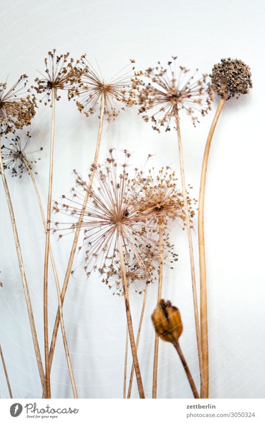Dried umbels Flower Blossom Dried flower Shriveled Mature Grass Deserted Nature Plant Copy Space Depth of field Twig Apiaceae Star (Symbol) Asparagus