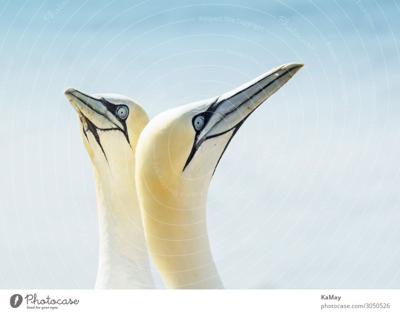 Portraits of two bass gannets Nature Animal Helgoland Germany Europe Wild animal Bird Northern gannet 2 Authentic Free Natural Yellow White Esthetic Contentment