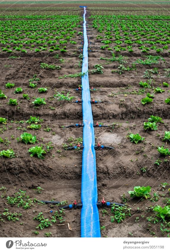 Planted agriculture land and pipe for watering. Garden Environment Earth Plastic Green irrigate pumping Pipe Large-scale holdings Rural Farm Irrigation