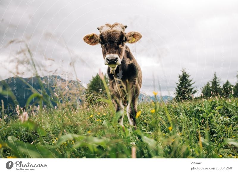 Young calf on the mountain pasture Nature Landscape Summer Flower Meadow Alps Mountain Peak Farm animal Cow Observe Stand Healthy Curiosity Green Interest