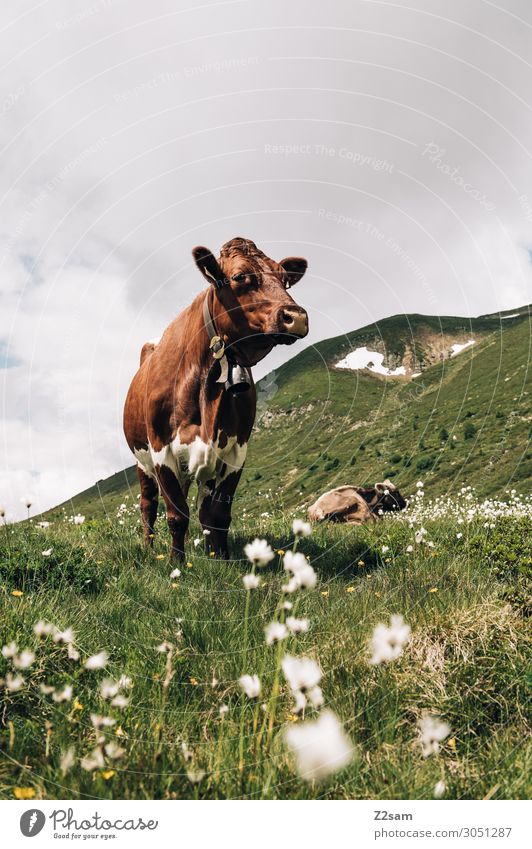 Cow in the Austrian Pitztal valley Nature Landscape Clouds Summer Flower Meadow Alps Mountain Peak Farm animal Stand Gigantic Natural Brown Power Serene Calm