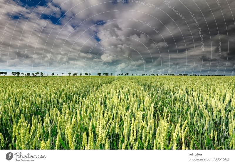 wheat field and beautiful sky on sunny day Bread Summer Environment Nature Landscape Earth Sky Clouds Storm clouds Horizon Gale Tree Meadow Field Natural Blue