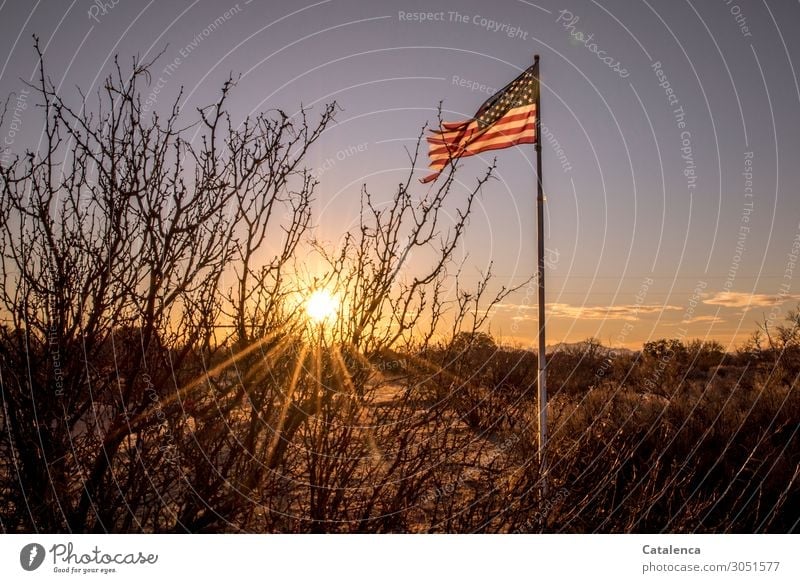 American flag waving in the evening light, behind a bare bush the sun sets flagpole Americas USA Sky Flag American Flag Flagpole Ensign Wind Blow Desert Plant