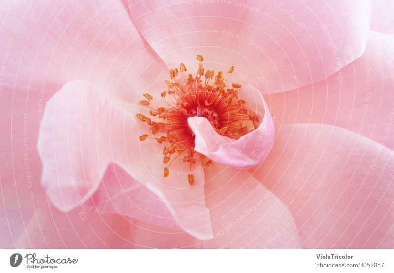 Close-up of the center of a pink rose flower with the stamens in the center, top view Blossom pretty Personal hygiene Wellness Fragrance Nature Plant Summer