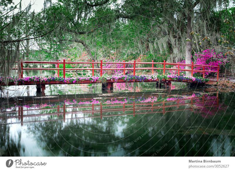 Red bridge with blooming flowers in Charleston Beautiful Vacation & Travel Tourism Garden Nature Landscape Plant Tree Flower Moss Park Forest Lake Bridge