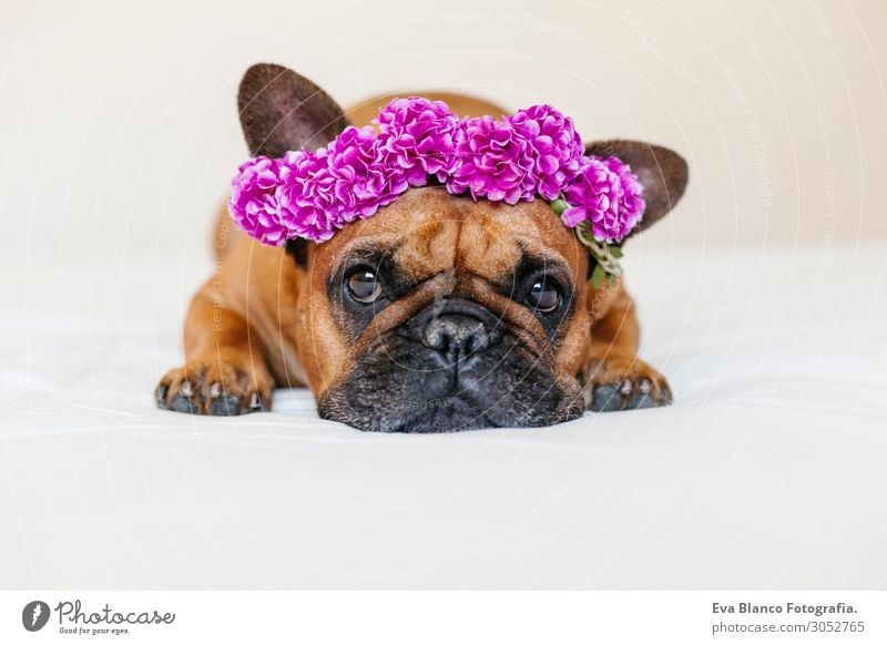 cute brown french bulldog at home with a wreath of flowers Lifestyle Style Happy Beautiful Relaxation Leisure and hobbies House (Residential Structure) Bed Room