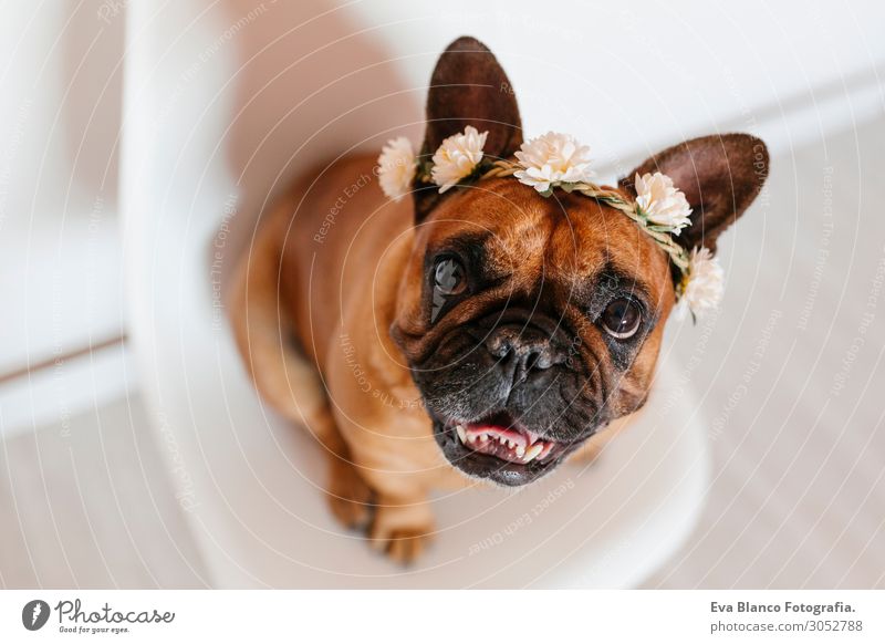 cute brown french bulldog at home with a wreath of flowers Lifestyle Style Happy Beautiful Relaxation Leisure and hobbies House (Residential Structure) Room
